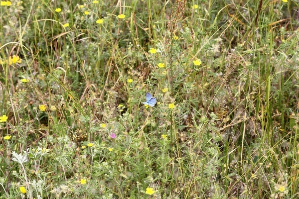 Lycaena dispar e altri licenidi.